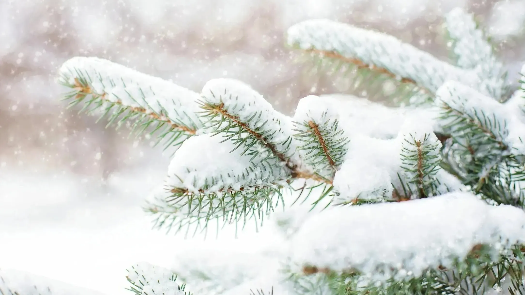 pixabay.com pixabay.com фото на taspanews.kz от 16 января 2025 08:34