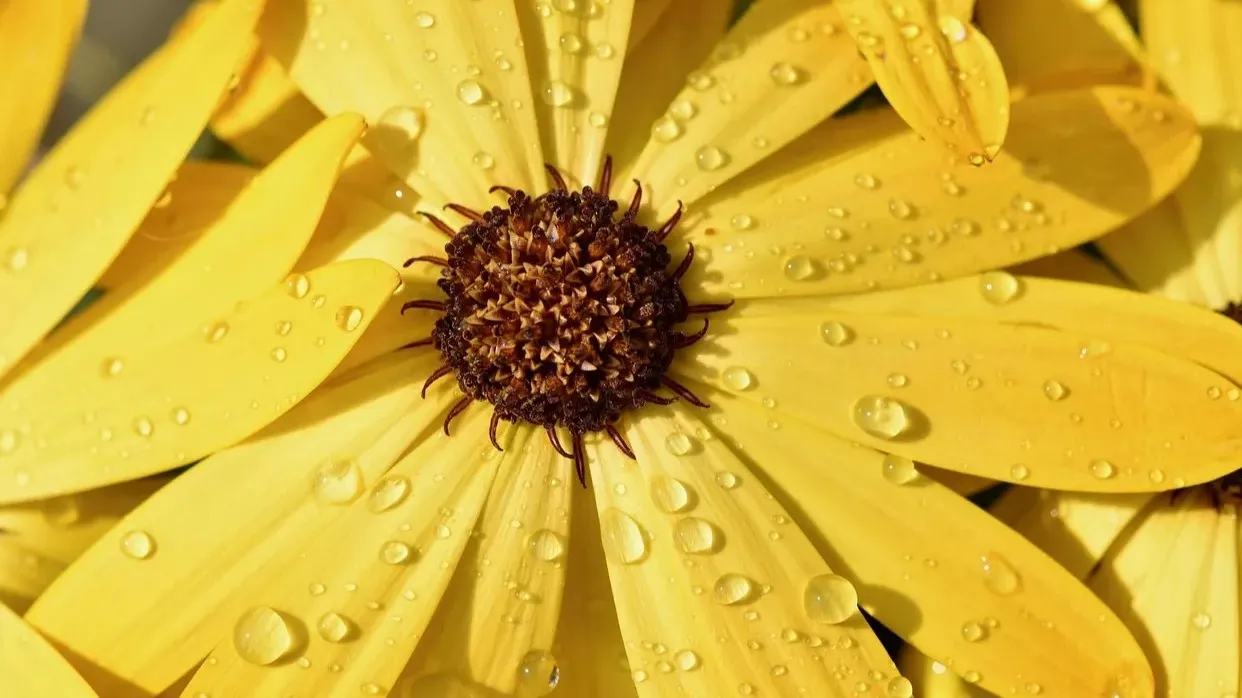 pixabay.com pixabay.com фото на taspanews.kz от 23 мая 2025 08:54