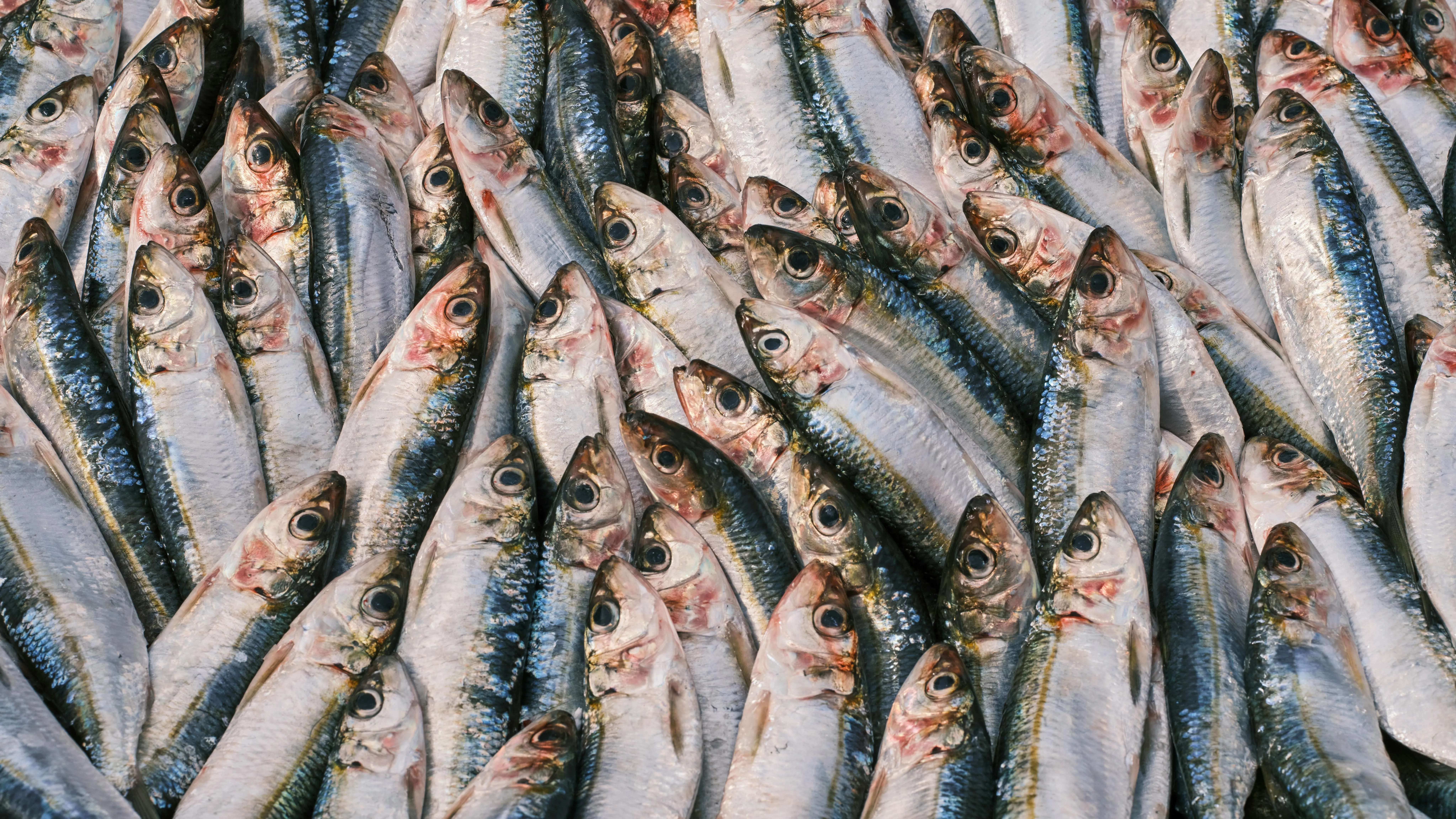 Pexels Pexels фото на taspanews.kz от 12 июня 2025 17:25